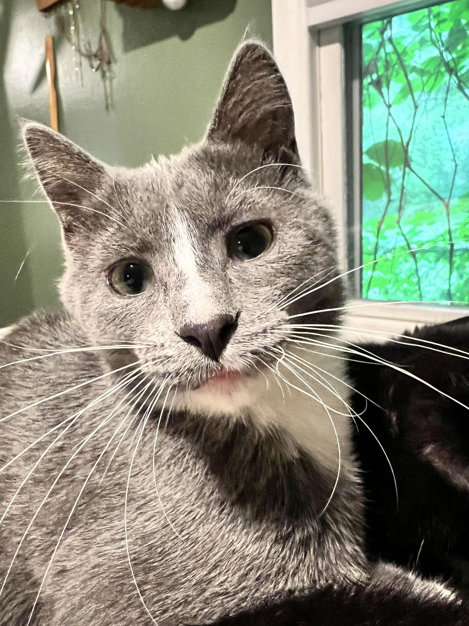 Birdo — thumbnail 2