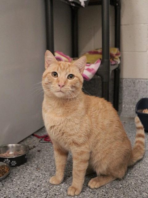OATMEAL, Adoptable, Adult Male Domestic Short Hair.