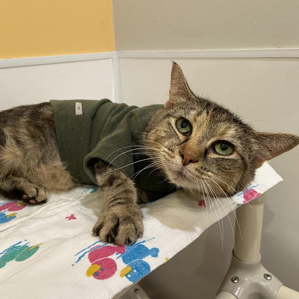 Munchie, Adoptable, Senior Female Domestic Short Hair.