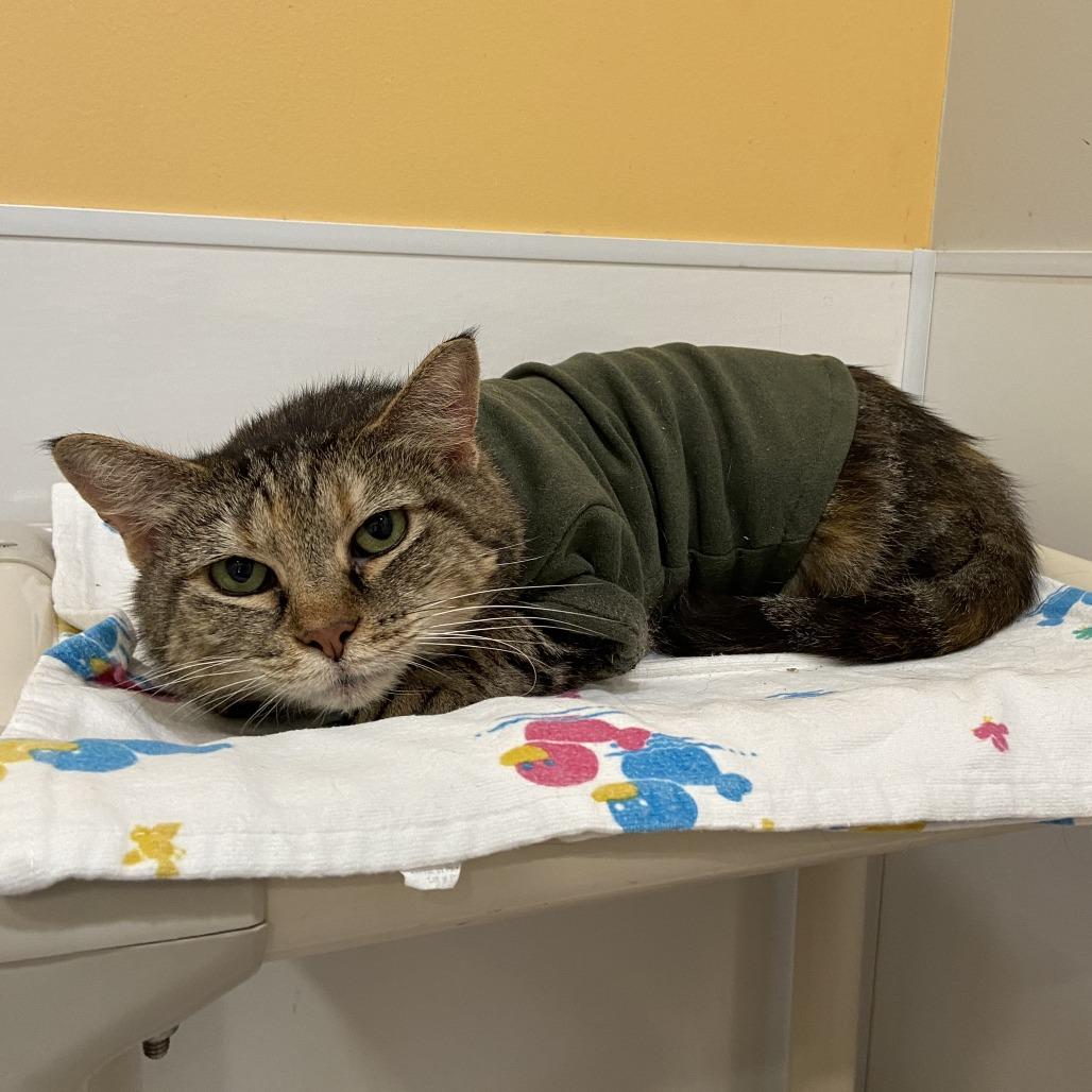 Munchie, a Adoptable Domestic Short Hair in Washington Township, OH image 2/5
