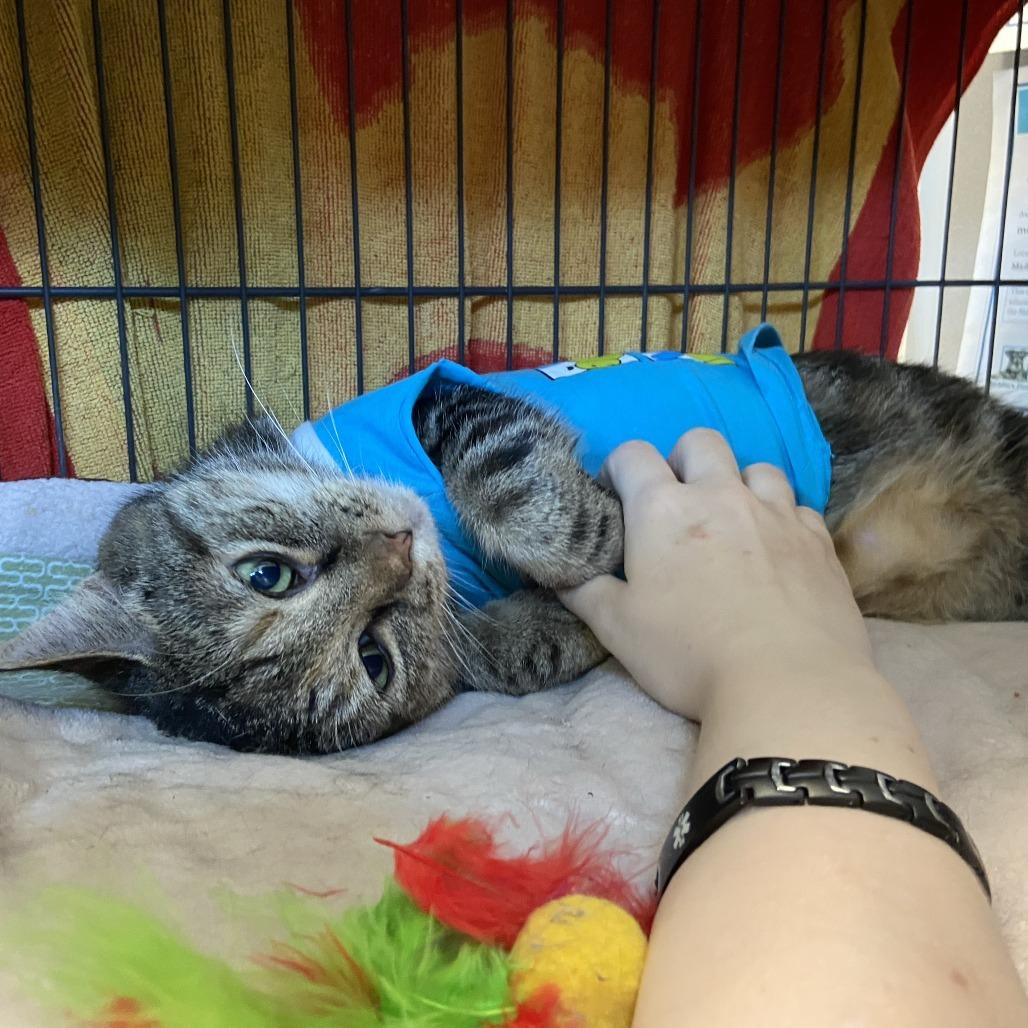Munchie, a Adoptable Domestic Short Hair in Washington Township, OH image 3/5