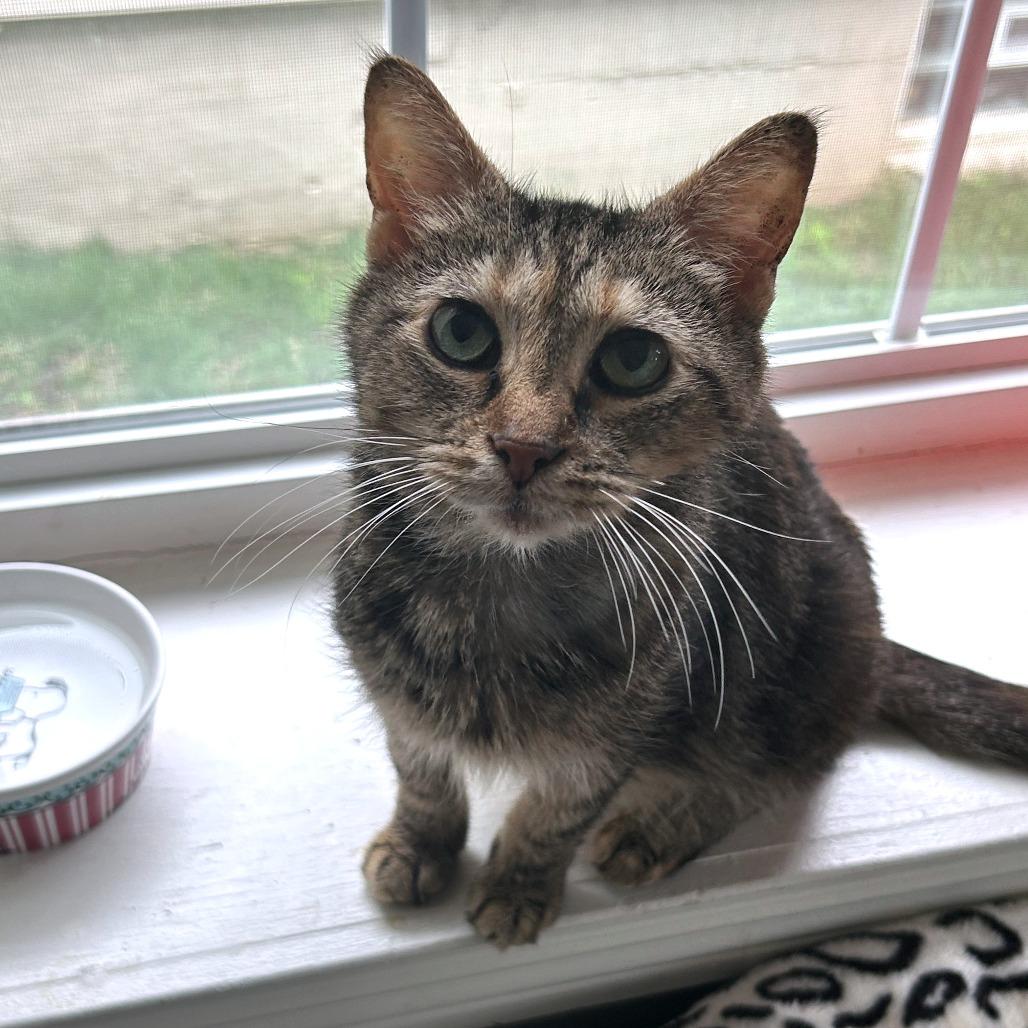 Munchie, a Adoptable Domestic Short Hair in Washington Township, OH image 4/5