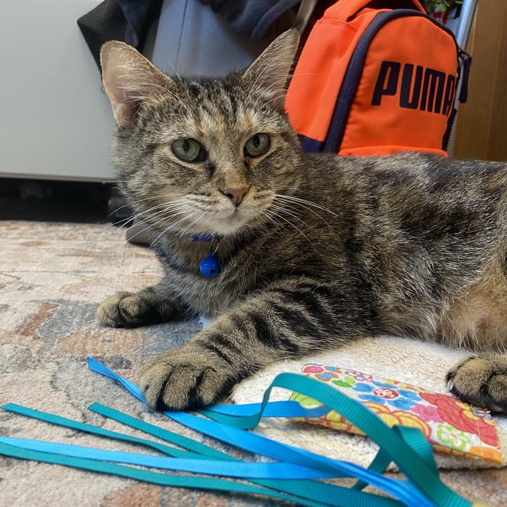 Munchie, a Adoptable Domestic Short Hair in Washington Township, OH image 5/5