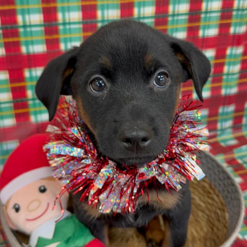 Enlarge CT Ski (fostered in Stafford CT), a Adoptable mixed breed in Eastford, CT image 1/2