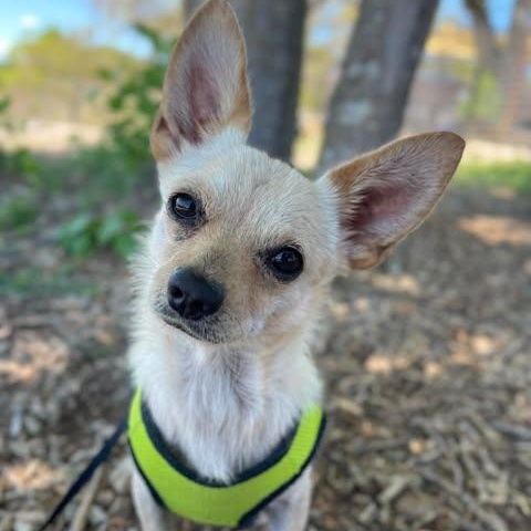 Valentino, an adopted Chihuahua in Center Point, TX image 4/5