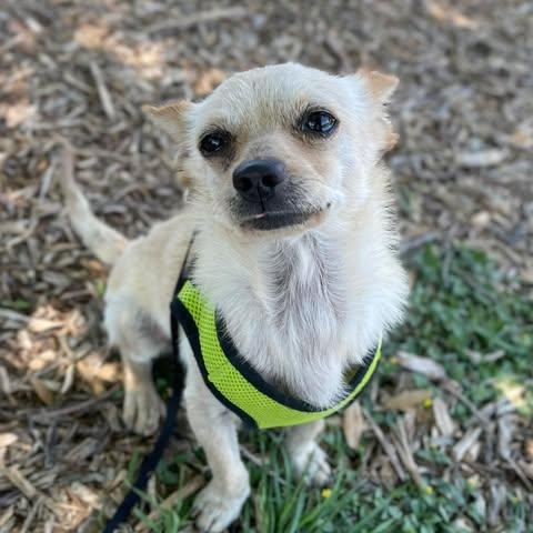 Valentino, an adopted Chihuahua in Center Point, TX image 2/5