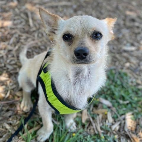Valentino, an adopted Chihuahua in Center Point, TX image 3/5