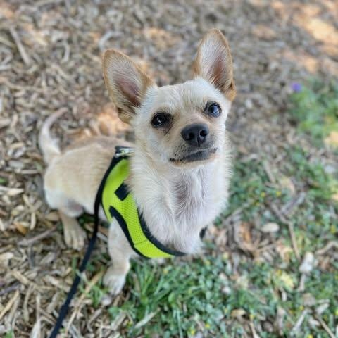 Valentino, an adopted Chihuahua in Center Point, TX image 5/5