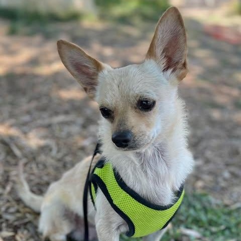 Valentino, an adopted Chihuahua in Center Point, TX image 1/5