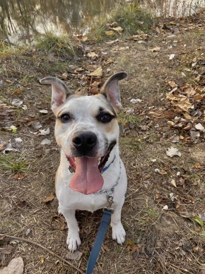 Guardian, a Adoptable mixed breed in Columbus, IN image 1/3