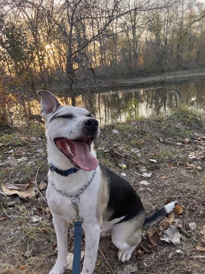 Guardian, a Adoptable mixed breed in Columbus, IN image 2/3
