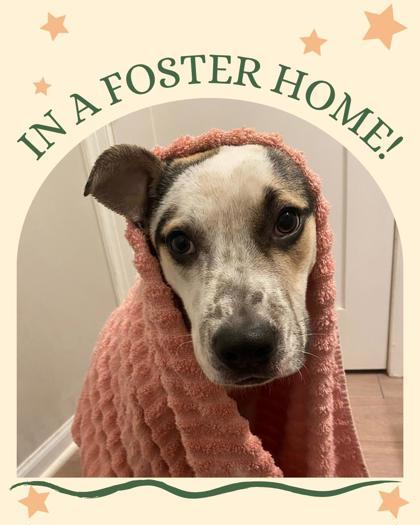 Guardian, a Adoptable mixed breed in Columbus, IN image 3/3