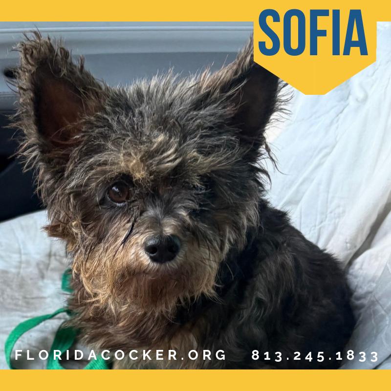 Sofia, ADOPTABLE, Adult Female Papillon.