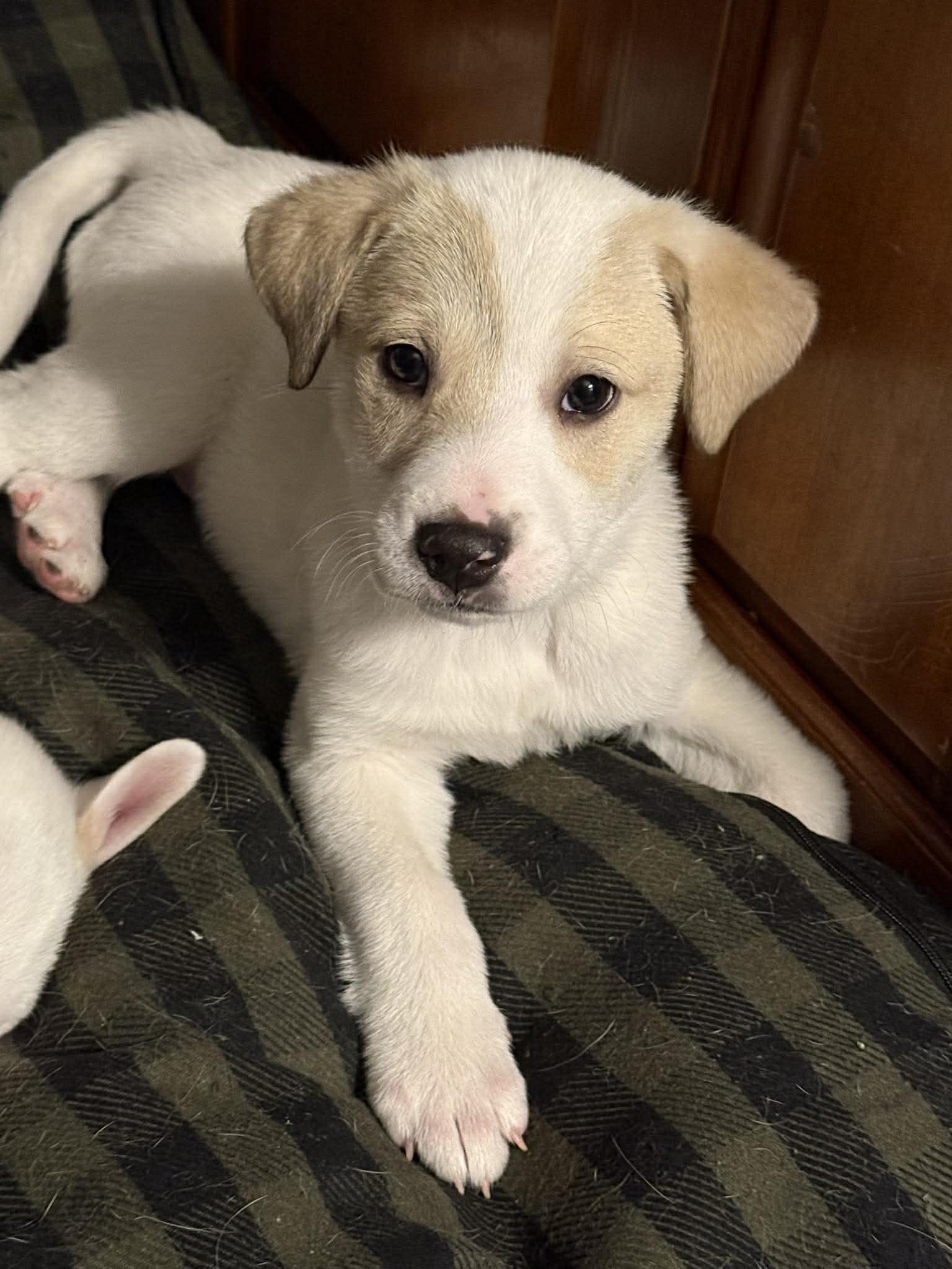 PEDRO, Adoptable, Young Male Great Pyrenees.