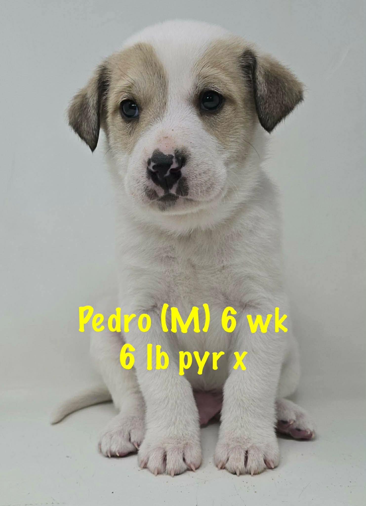 Enlarge PEDRO, a Adoptable Great Pyrenees in Pomfret Center, CT image 1/1