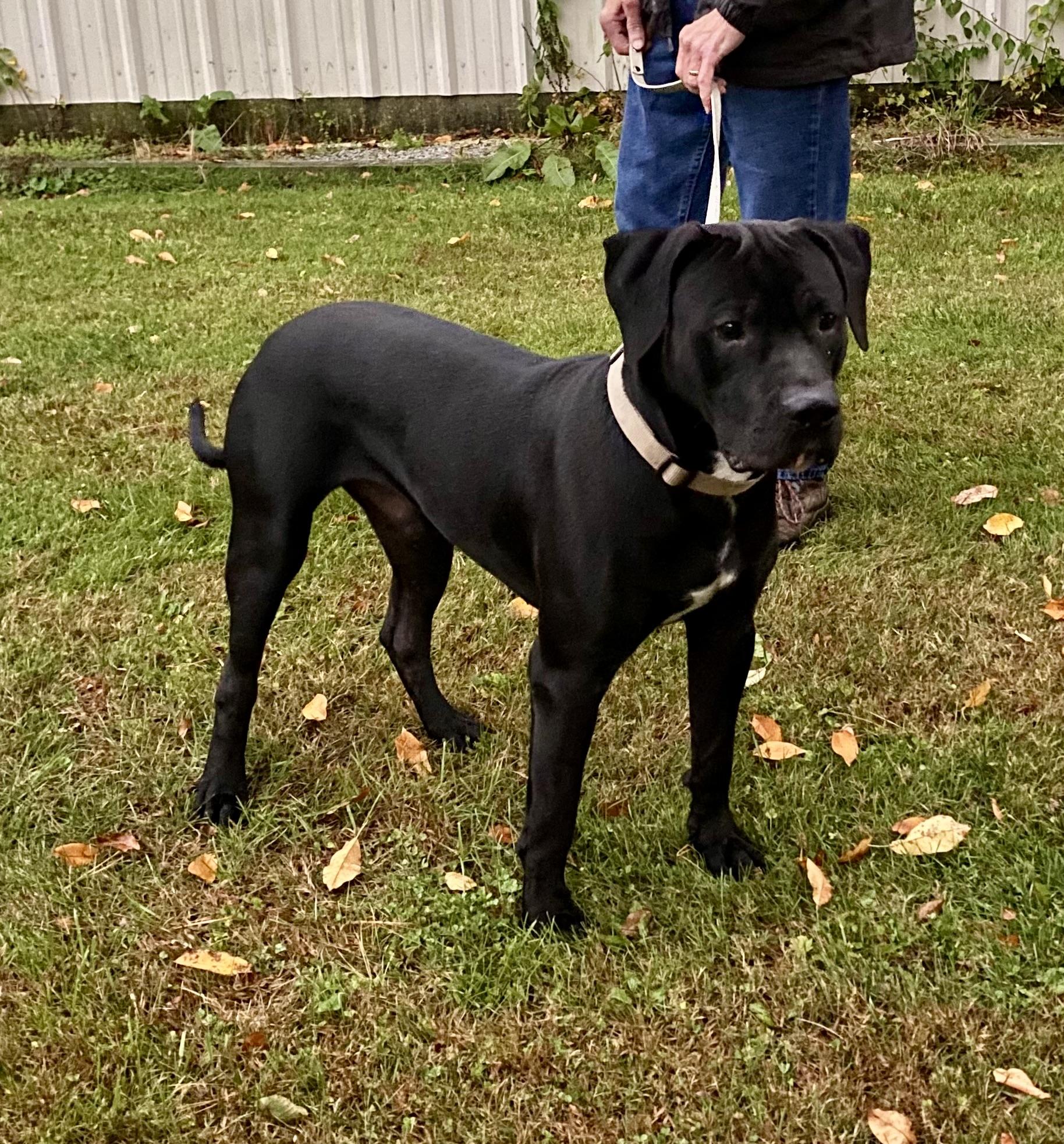 Henry, Adopted, Young Male Pit Bull Terrier & Black Labrador Retriever.