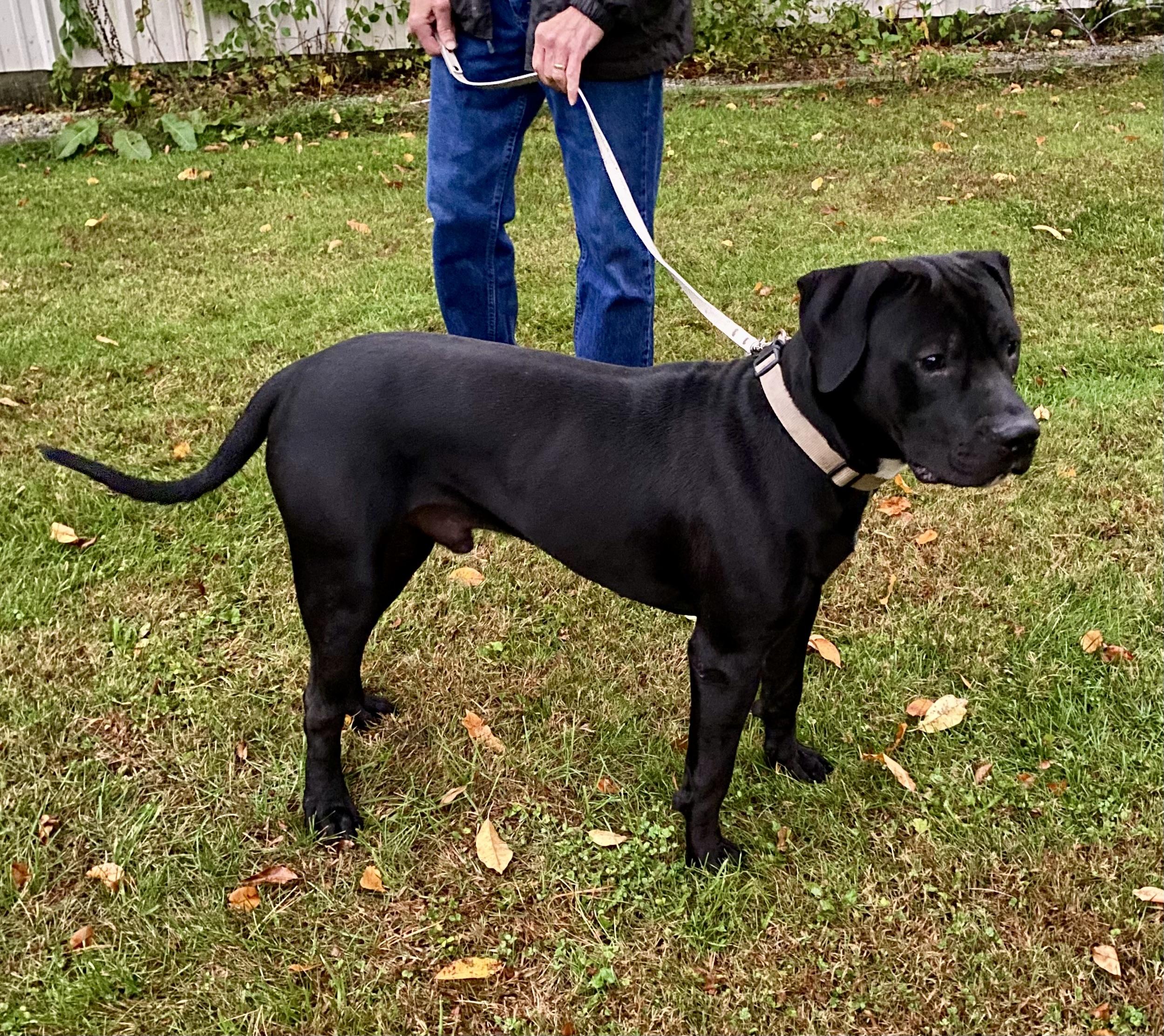 Enlarge Henry, a Adopted mixed breed in Salisbury , CT image 2/3