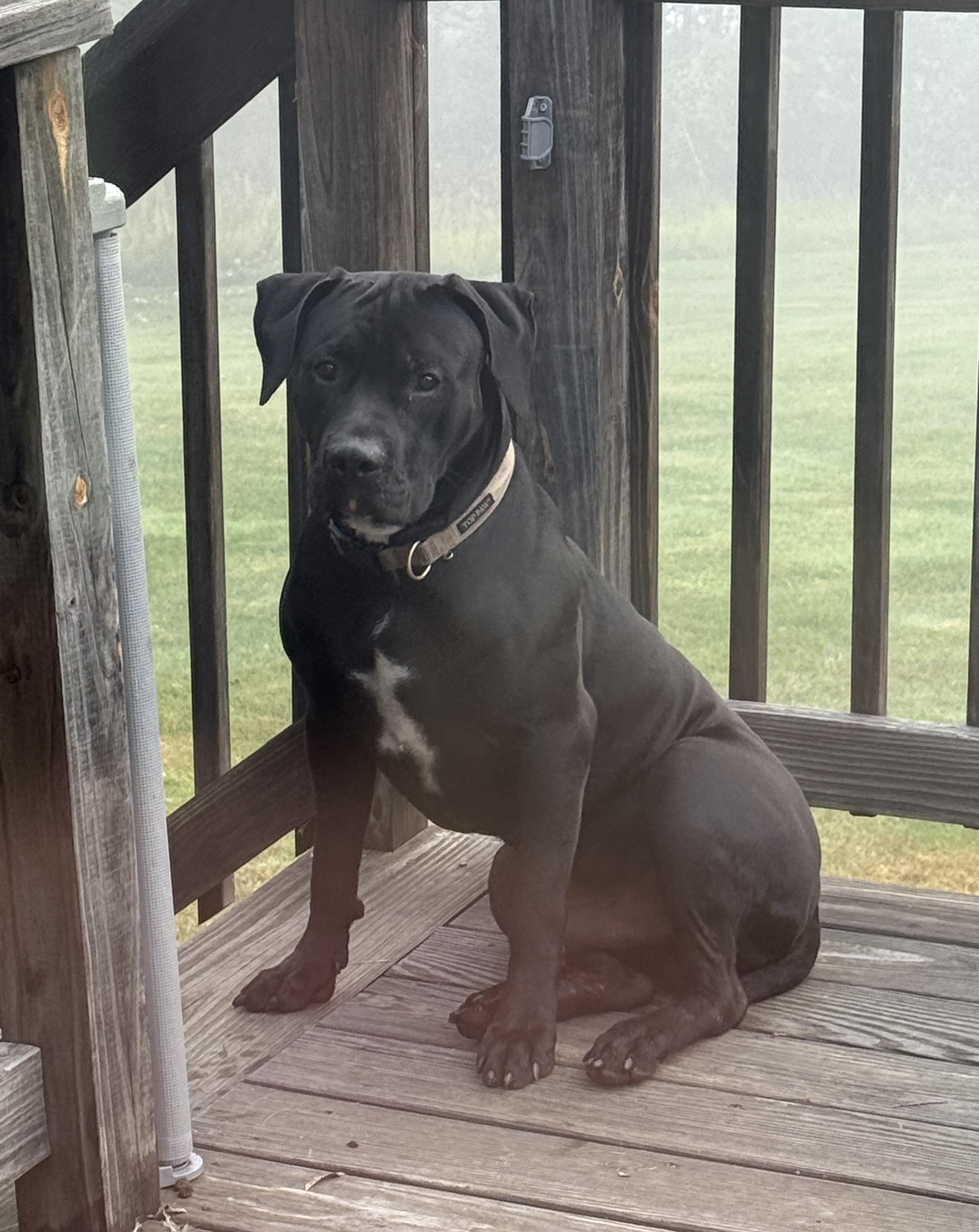 Enlarge Henry, a Adopted mixed breed in Salisbury , CT image 3/3