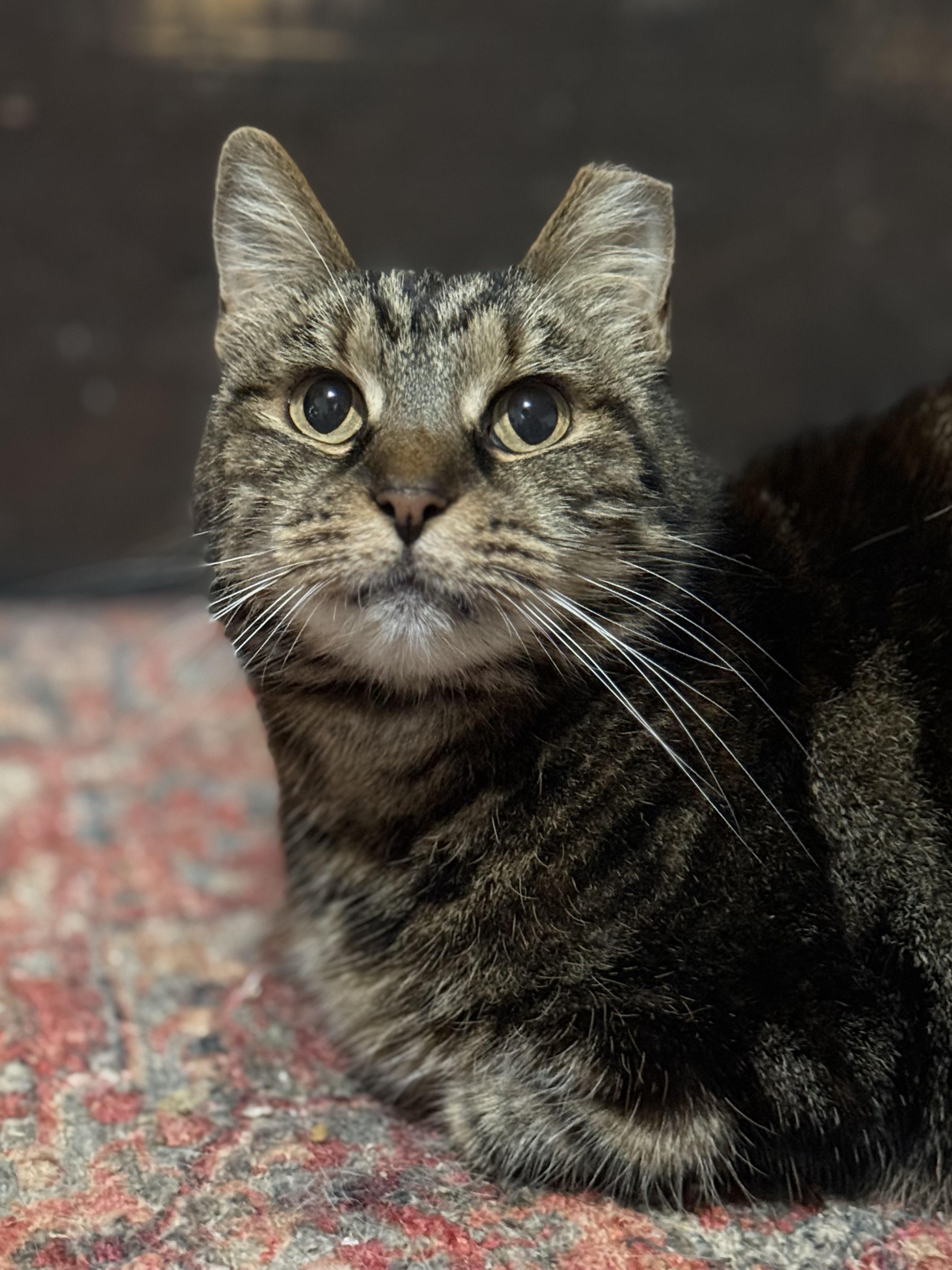 Charcoal, Adoptable, Adult Female Tabby.