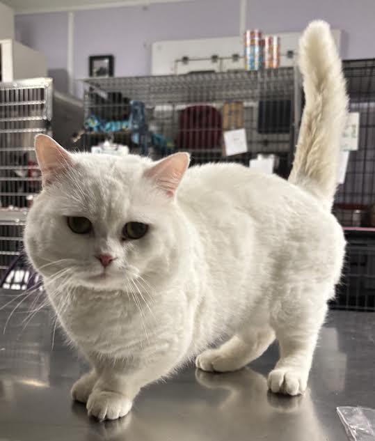 Enlarge Papa Puff, a ADOPTABLE mixed breed in Marblehead, MA image 4/4