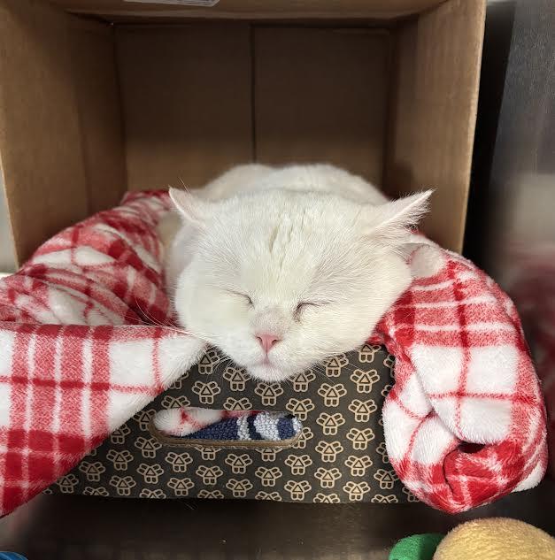 Enlarge Papa Puff, a ADOPTABLE mixed breed in Marblehead, MA image 3/4