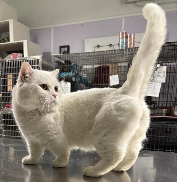 Enlarge Papa Puff, a ADOPTABLE mixed breed in Marblehead, MA image 2/4