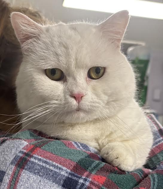 Papa Puff, ADOPTABLE, Adult Male Munchkin.