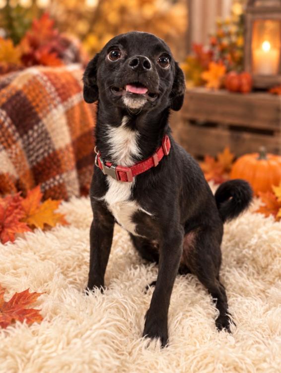 Enlarge Sully, a Adoptable mixed breed in Tehachapi, CA image 1/1