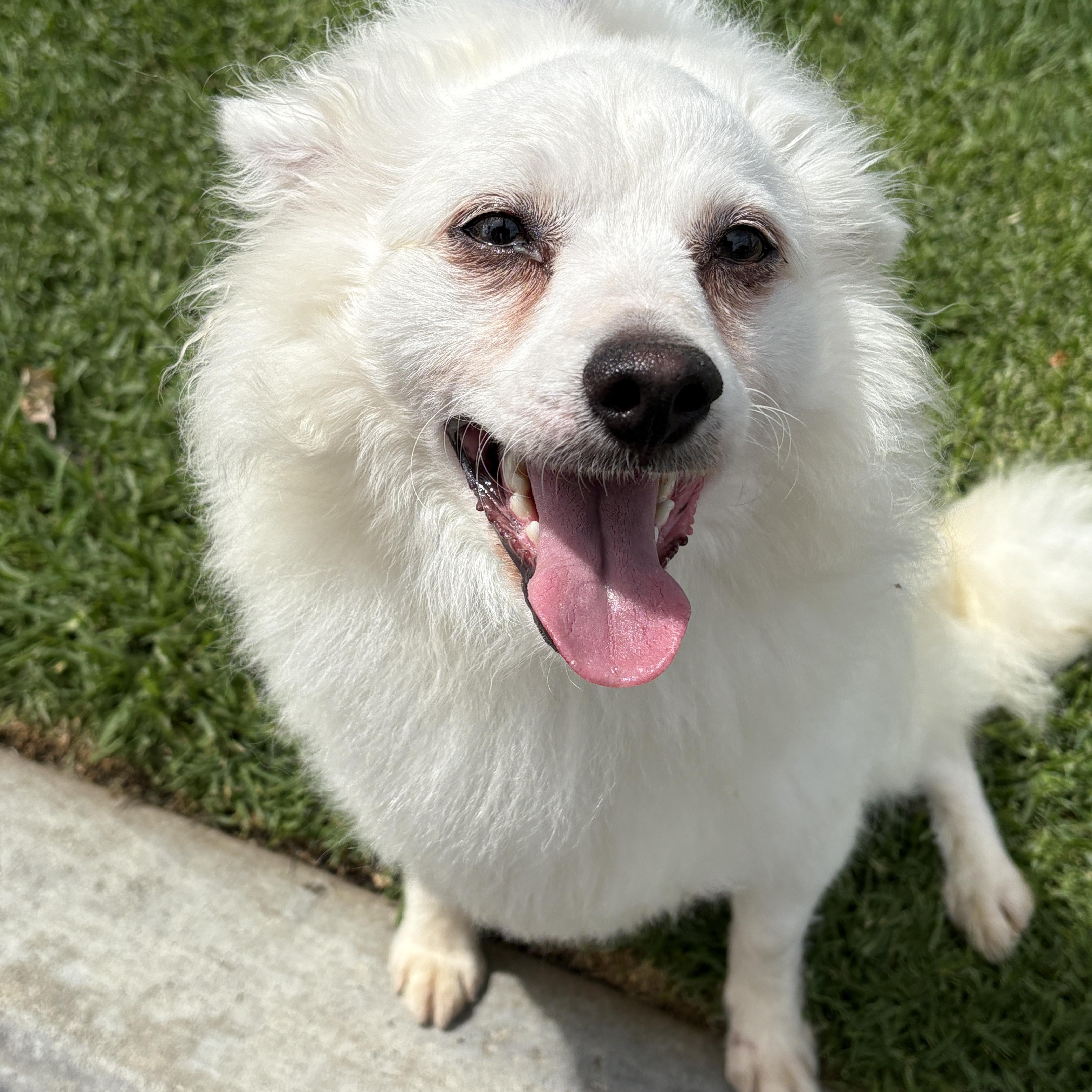 Enlarge Maverick, an adopted Pomeranian in Newport Beach, CA image 1/2