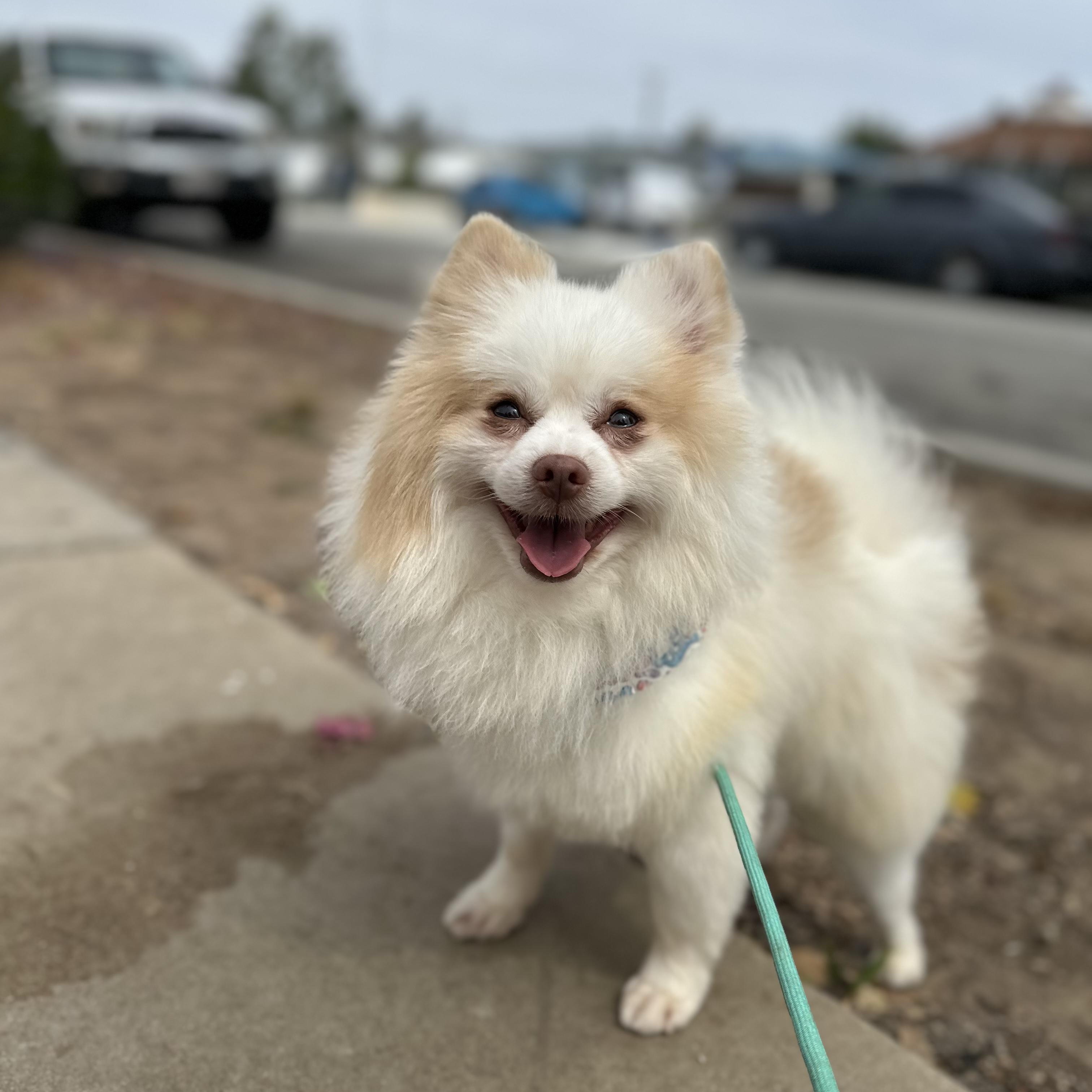 Enlarge Maverick, an adopted Pomeranian in Newport Beach, CA image 2/2
