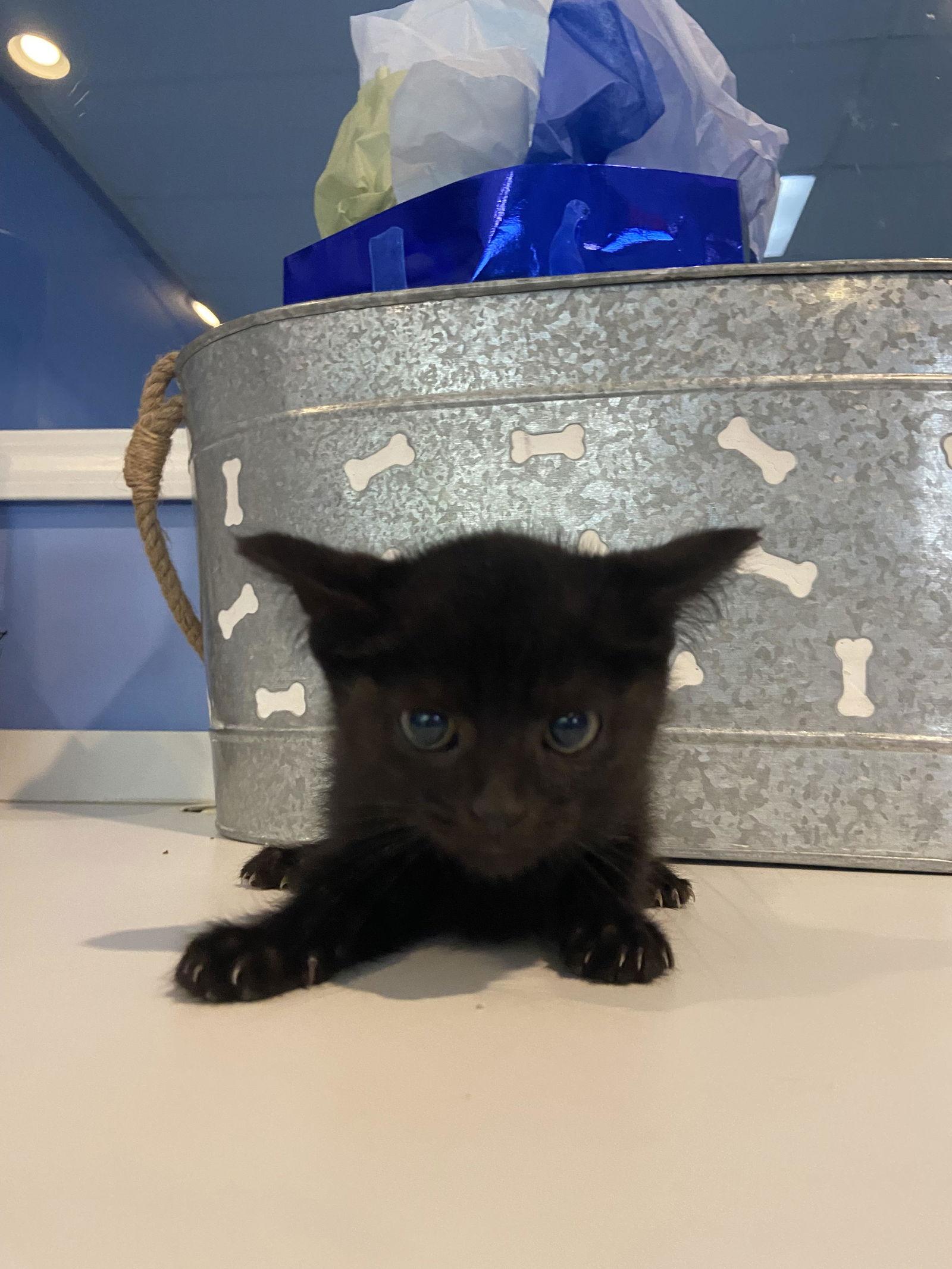 C240 Litter Tiana, Adoptable, Adult Female Domestic Short Hair.