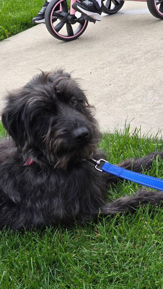 Enlarge Oliver, a Adoptable mixed breed in South Bend, IN image 1/3