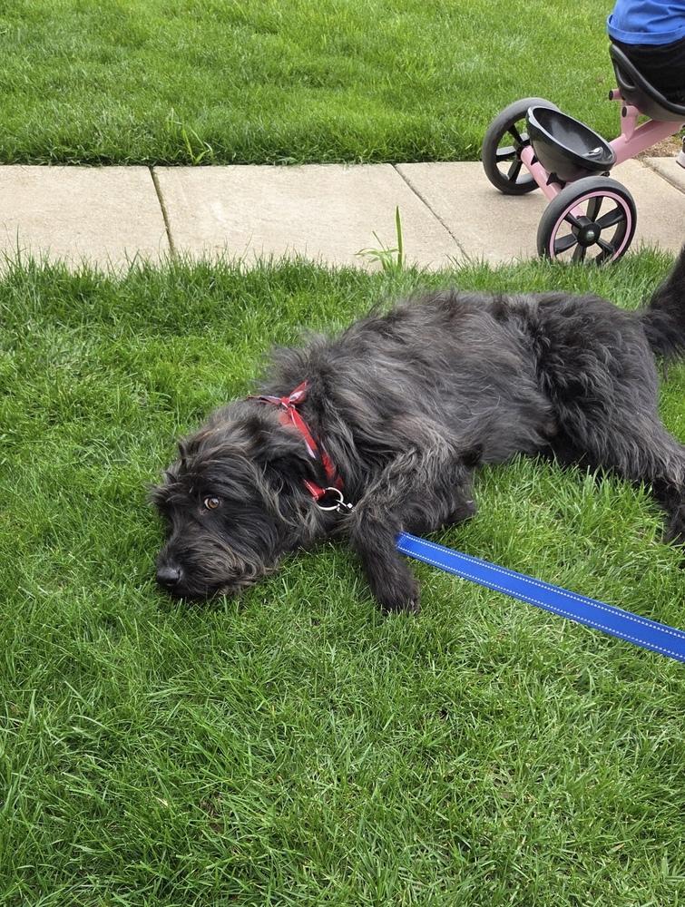 Enlarge Oliver, a Adoptable mixed breed in South Bend, IN image 2/3