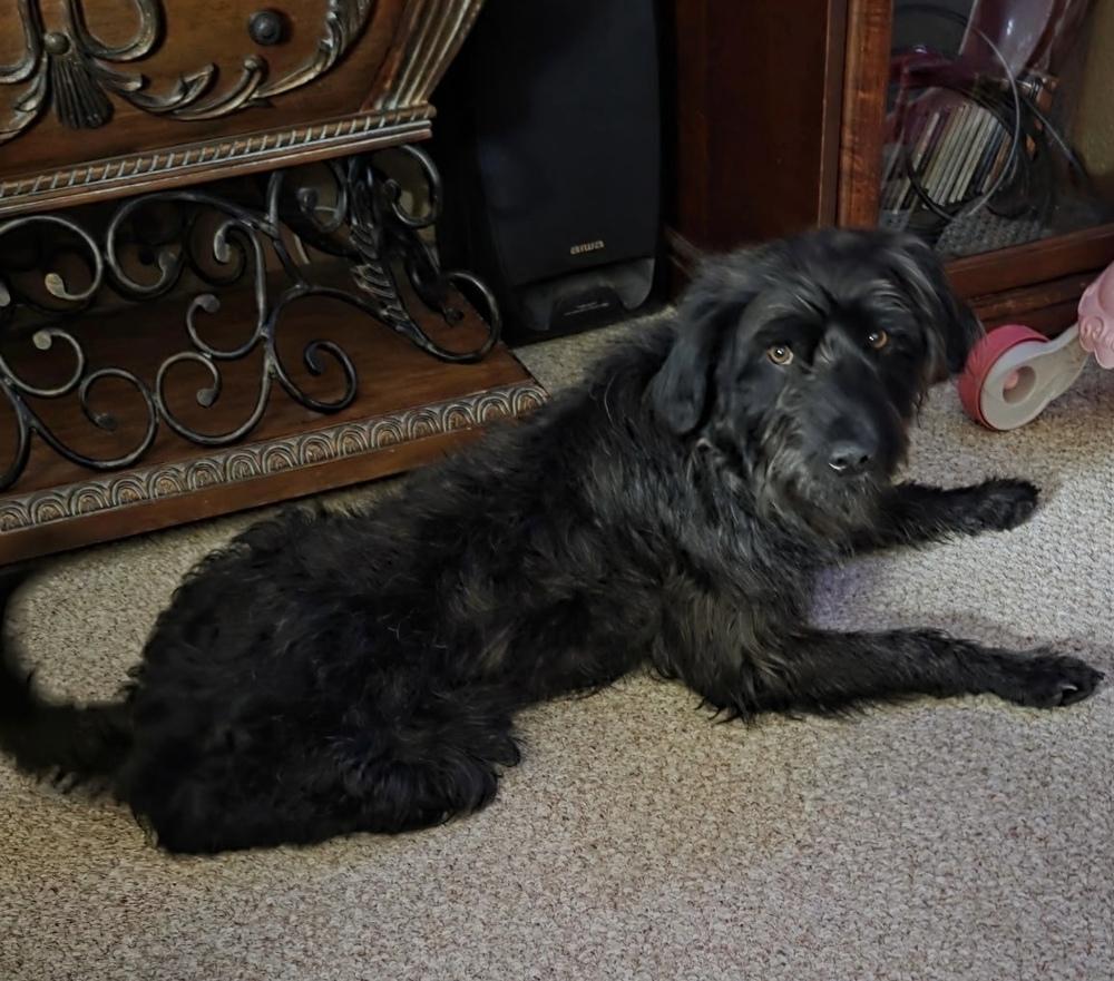 Enlarge Oliver, a Adoptable mixed breed in South Bend, IN image 3/3