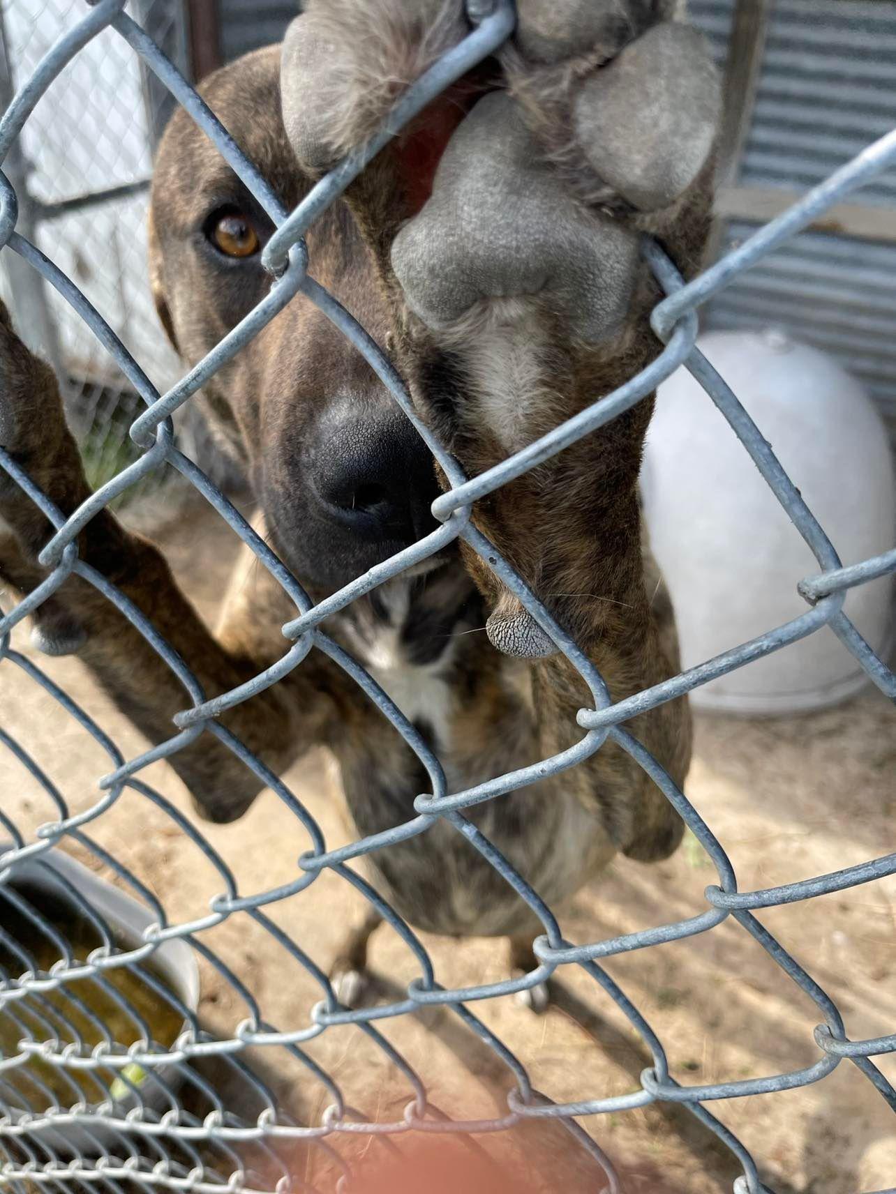 Enlarge Hoss, a Adoptable mixed breed in Thorndale, TX image 1/3