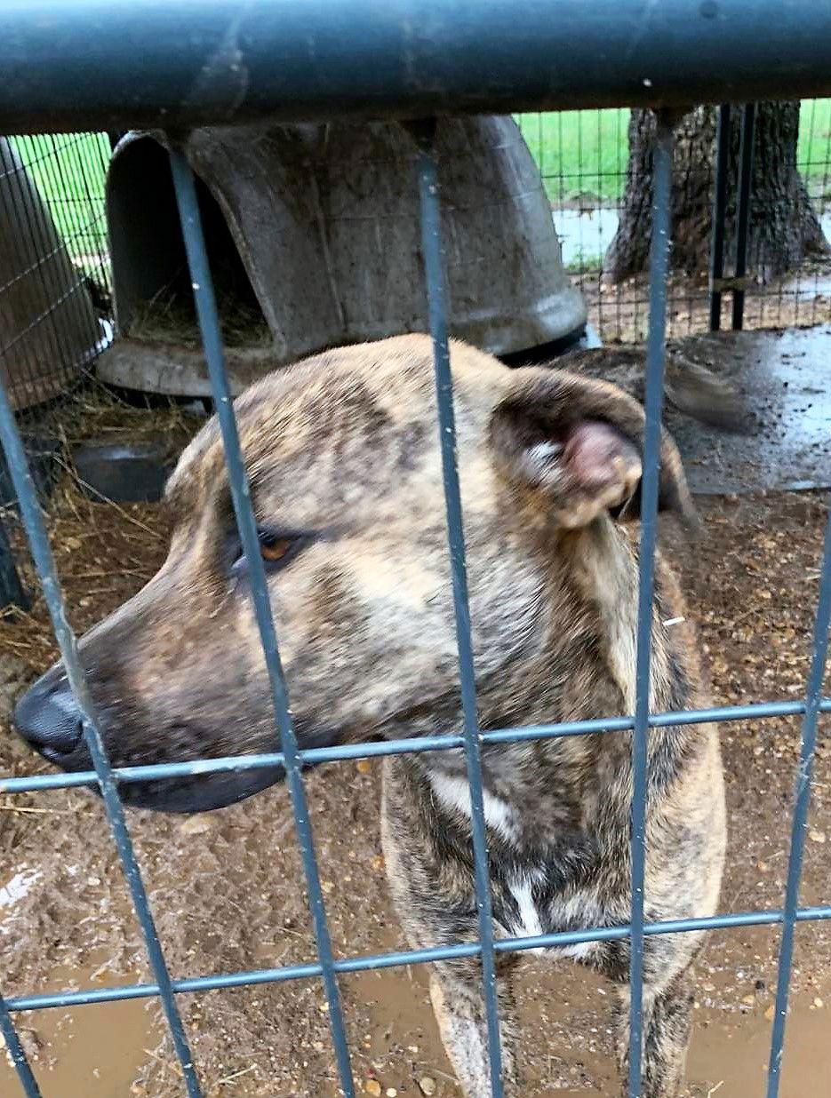 Hoss, Adoptable, Young Male Catahoula Leopard Dog & Plott Hound.