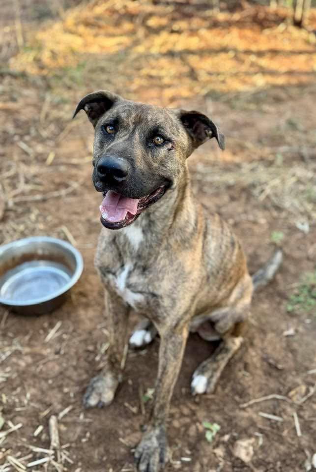 Enlarge Hoss, a Adoptable mixed breed in Thorndale, TX image 2/3