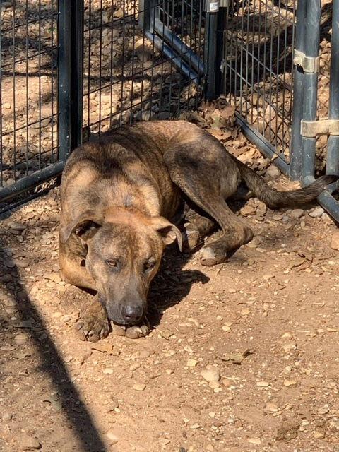 Enlarge Hoss, a Adoptable mixed breed in Thorndale, TX image 3/3