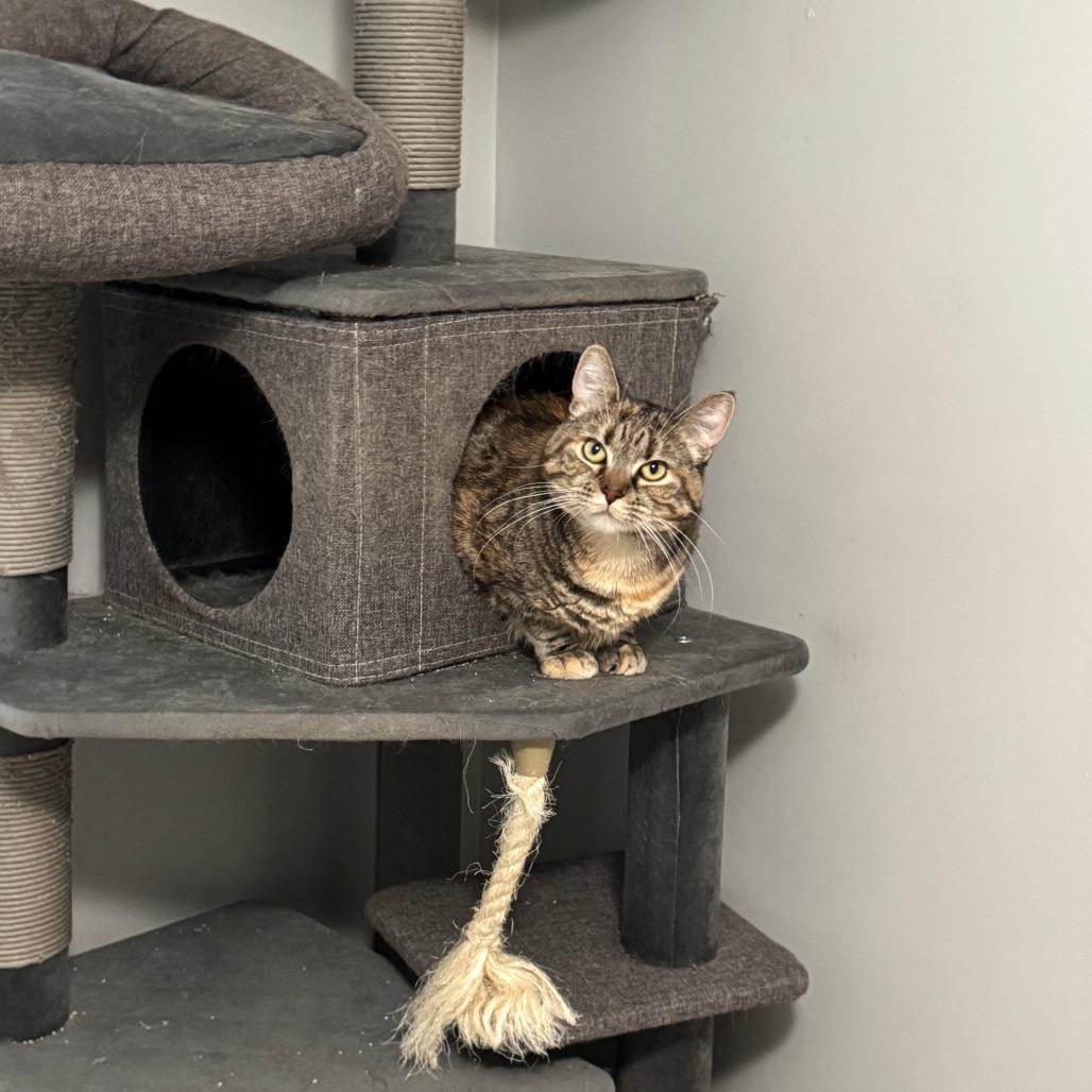 Enlarge Cali, a Adoptable Domestic Short Hair in Inver Grove Heights, MN image 1/6