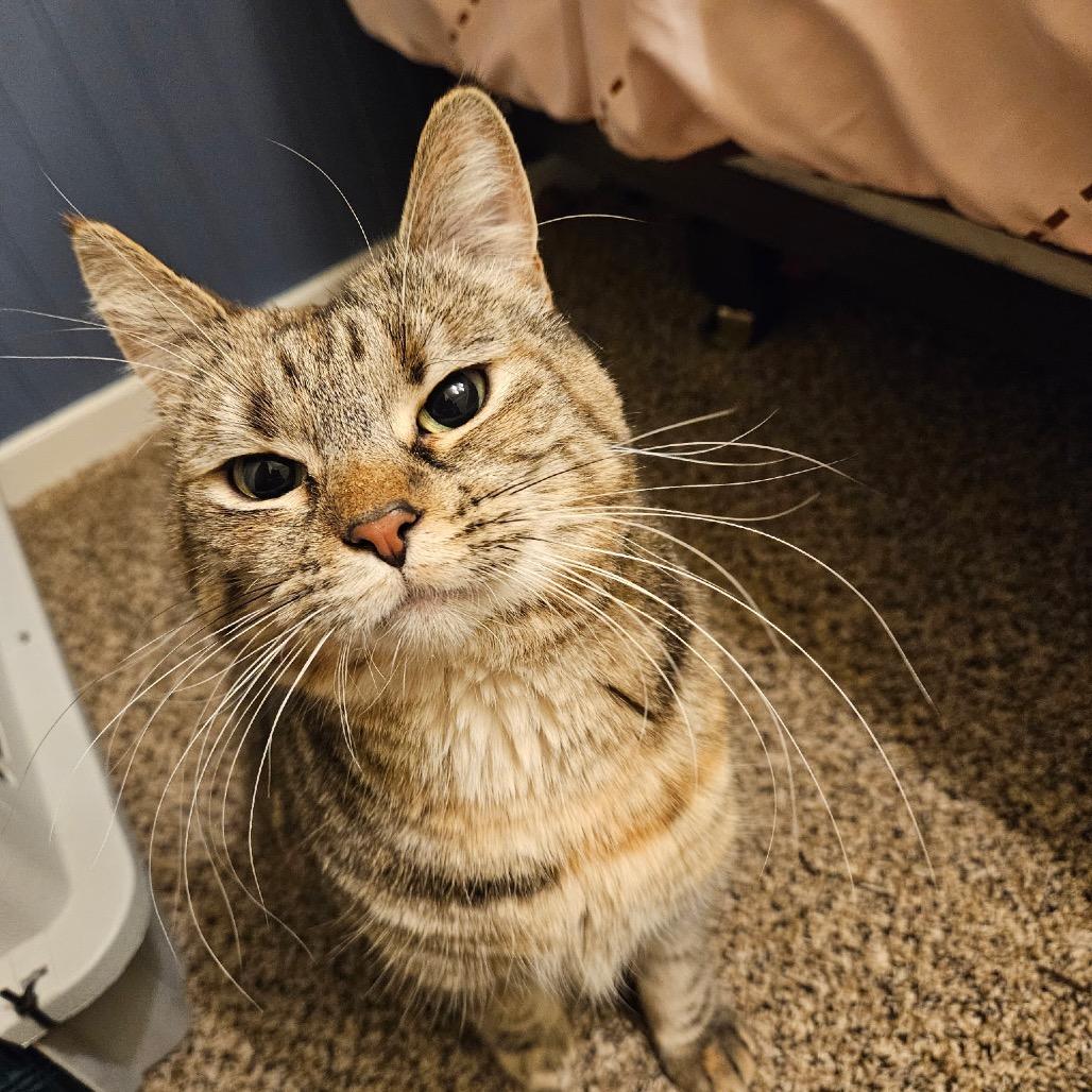 Enlarge Cali, a Adoptable Domestic Short Hair in Inver Grove Heights, MN image 3/6