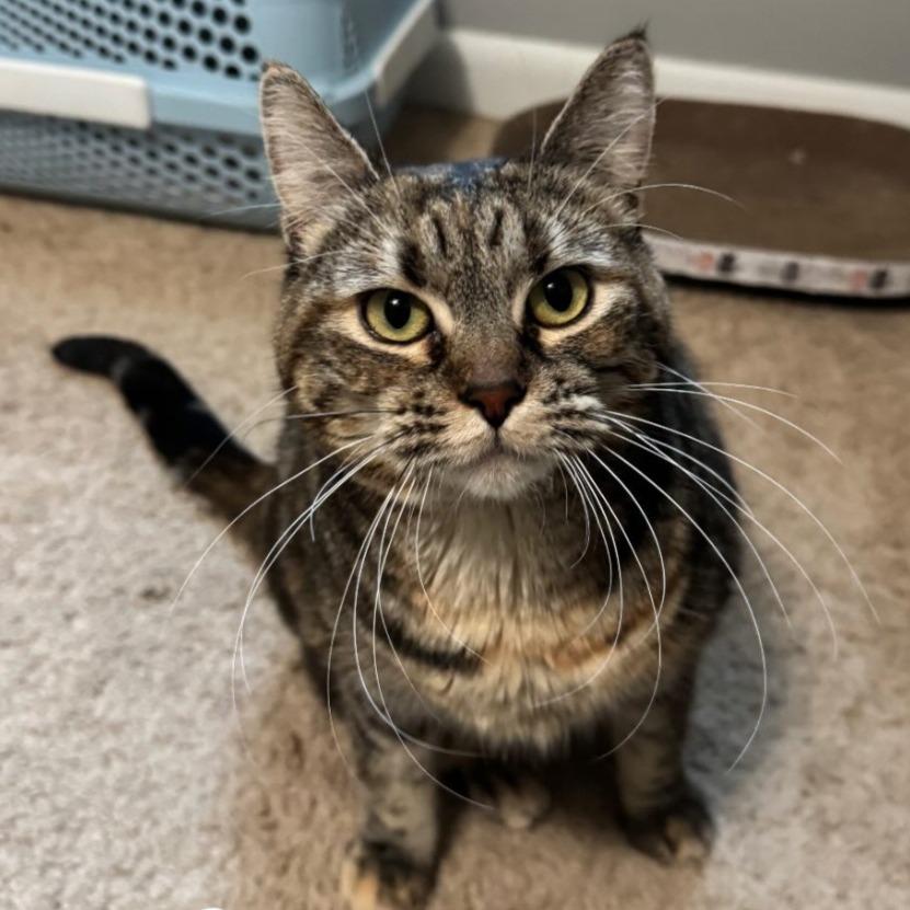 Enlarge Cali, a Adoptable Domestic Short Hair in Inver Grove Heights, MN image 2/6