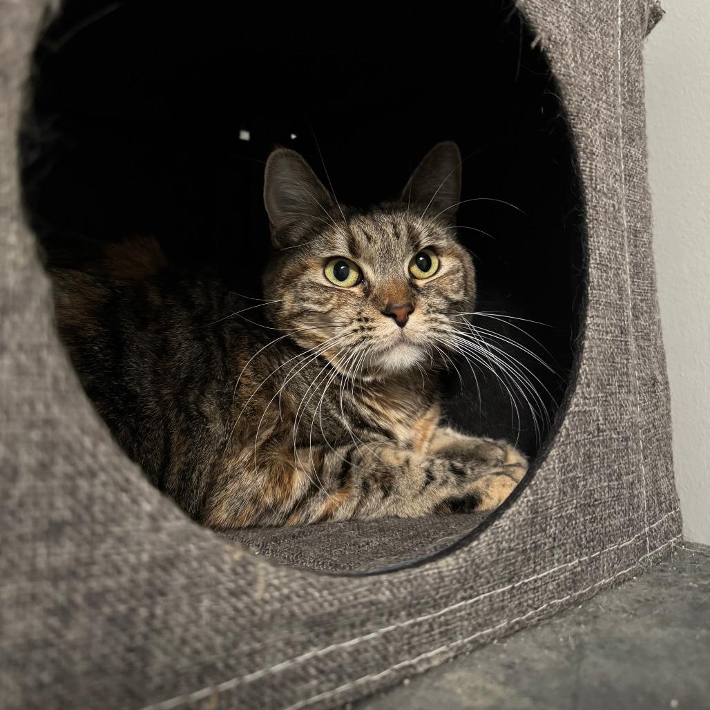 Enlarge Cali, a Adoptable Domestic Short Hair in Inver Grove Heights, MN image 3/6