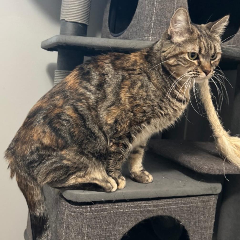 Enlarge Cali, a Adoptable Domestic Short Hair in Inver Grove Heights, MN image 4/6