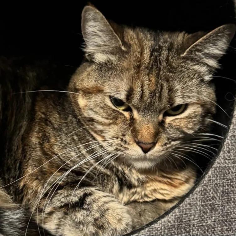 Cali, a Adoptable Domestic Short Hair in Saint Paul, MN image 3/6