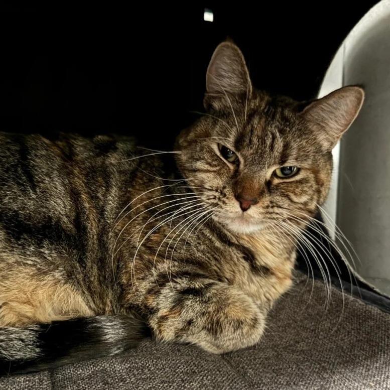 Enlarge Cali, a Adoptable Domestic Short Hair in Inver Grove Heights, MN image 5/6