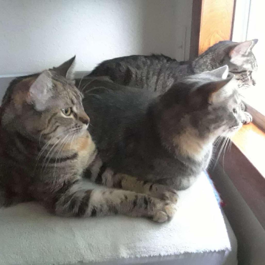 Cali, a Adoptable Domestic Short Hair in Saint Paul, MN image 5/6