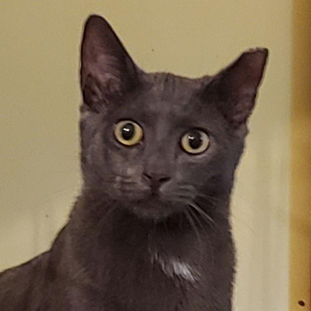 Tanzanite, a Adoptable Domestic Short Hair in Fishkill, NY image 2/6