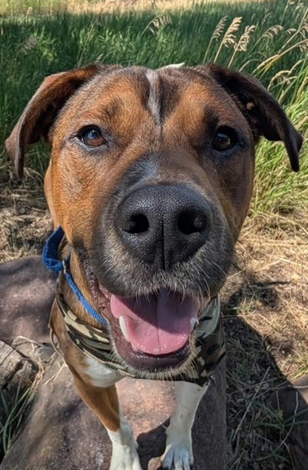 Merlin, Adoptable, Adult Male Hound & Pit Bull Terrier.