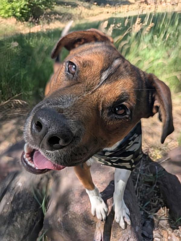 Merlin, a Adoptable mixed breed in Littleton, CO image 2/5