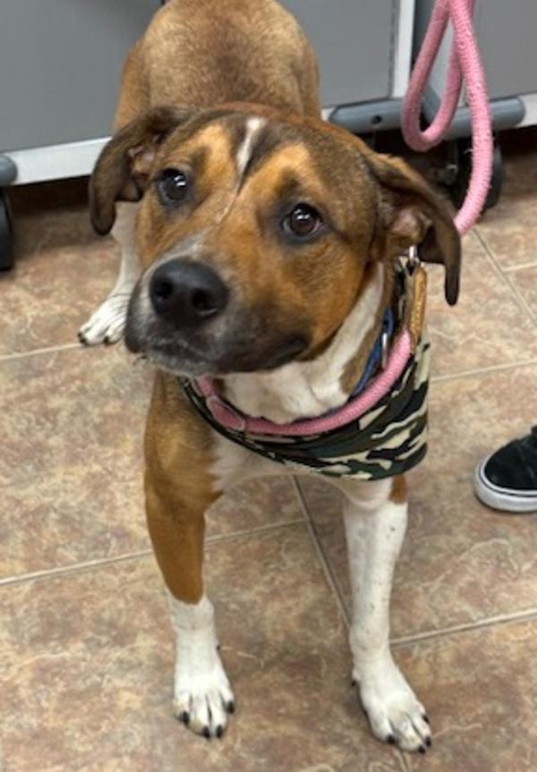 Merlin, a Adoptable mixed breed in Littleton, CO image 4/5